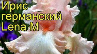 Ирис германский Лена М. Краткий обзор, описание характеристик iris germanica Lena M