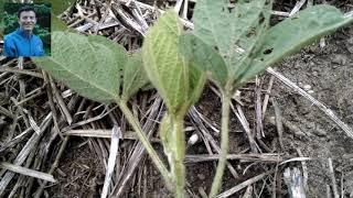 #CropCam Scouting for Soybean Aphids