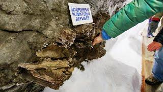 Ancient trees, mammoths in permafrost. petrified trees