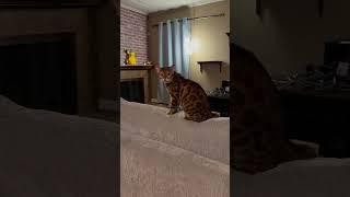 Hollerin’ Henry #cat #henrythebengal #catbreed #bengalcatsworld #loudmeow