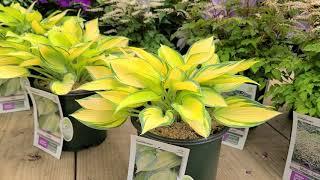 Hosta 'June' // Beautiful, BRILLIANT, BOLD, Easy to Grow Perennial!