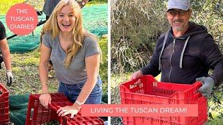 IT'S TIME TO HARVEST OUR TUSCAN OLIVE GROVE!