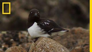 Big Trouble for Little Birds | National Geographic