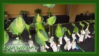 The Future of Hostas | Volunteer Gardener