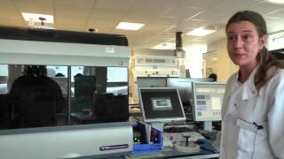 Flow Cytometry – Liliana Carvalho