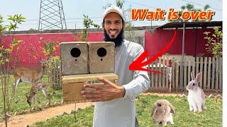 Finally Wait Is Over  Bht Hi Nayab Birds Agiye ️