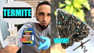 TERMITE KILLER Treatment | Simple DIY | 2 Products