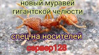 the ants underground kingdom новый спец муравей на носителей муравей гигантской челюсти