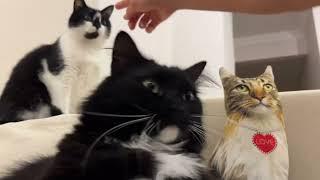 Cat mommy petted the toy cat. オモチャのネコをヨシヨシした時の猫姉妹の反応