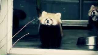 Red Panda Scream