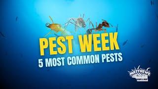 5 Most Common Pests