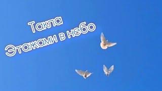 Такла этажами  осенняя молодёжь. #такла #pigeon