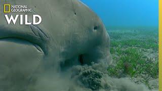 The Dugongs of the Great Barrier Reef | Great Barrier Reef