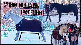  УЧИМ ЛОШАДЬ делать ТРАПЕЦИЮ / как научить лошадь #MTkonoBLOG | MarishaMT blogger