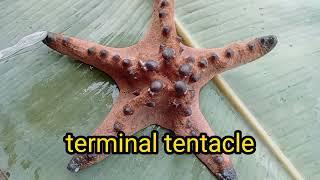 PHYLUM ECHINODERMATA CLASS ASTEROIDEA CHOCOLATE CHIP SEA STAR EXTERNAL AND INTERNAL PARTS