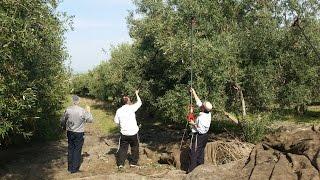 Historic Chanukah Achievement: Pure Olive Oil for the Temple Menora