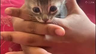 Kali minnu my cat vlog |purplish artz