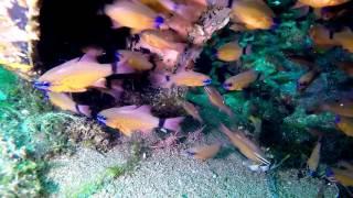 Dauin - Banka Wreck. Philippines, Negros Island