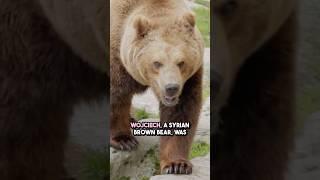 WOJTEK: THE WAR HERO BEAR  #facts #history #factsdaily #fact #didyouknow
