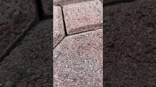 Do you see that ant #ground#ants
