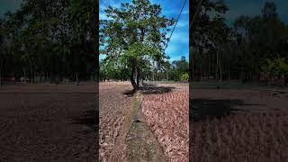Ureche Mon Xd Village Traveling #sabbir_forever_vlogs #boss2 #ureche #bangladesh #nature #villagelif
