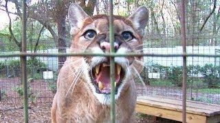 Cougar Talk...