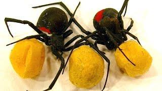 Spider Egg Sac Vs Mortein Bug Spray Spiderlings Dead Or Alive Educational Video