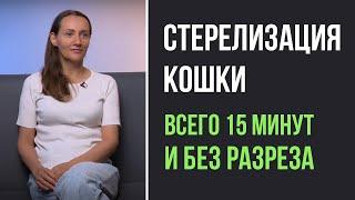 Топ-50 вопросов ветеринару о кастрации (стерилизации) кошек