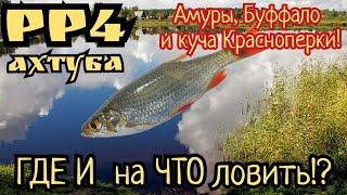 РР4. река Ахтуба. Амур Белый, Буффало, Севрюга и куча Красноперки! Шанс на Трофей!