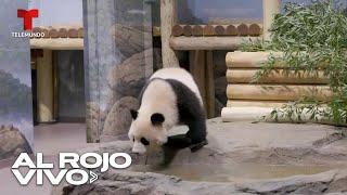 Nueva pareja de osos panda podrán ser visitados en Washington D.C.