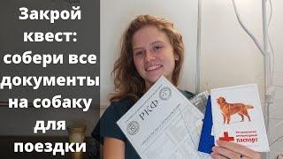 Поездка заграницу с собакой. Какие документы нужно подготовить заранее? Чипирование и прививки