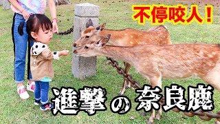 進擊的奈良鹿 不停咬人！[粵語中字]日本關西 奈良公園 Japan Nara Park Deer Attack