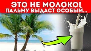 Выведи производителя на чистую воду! Как определить пальмовое масло в молоке, сыре, сметане...