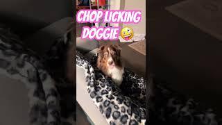 CHOP LICKING DOGGIE  #DOG #SHORTS #FORYOU