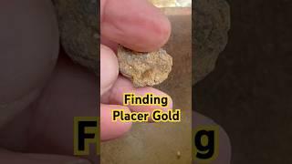 Finding Placer Gold Nuggets #goldnugget #metaldetecting #goldhunters #gold #goldprospecting