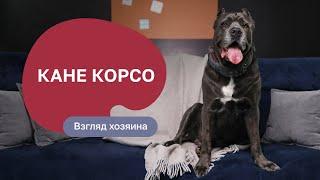 Кане корсо — все о породе, плюсы и минусы — шоу «Ожидание/реальность»