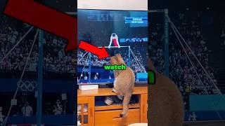 Most funny cats watching TV      #cat  #funny #pets