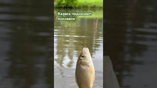 Карась поднимает поплавок #карась #рыбалка #шортс #пруд #2025 #лето #участок #дача #поплавок #рыба