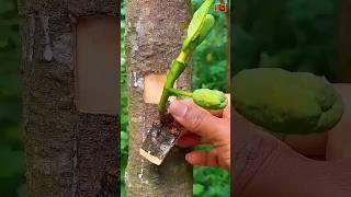 Jackfruit grafting  technique #satisfying #plantgrafting #graft #timelapse  #nature #shorts