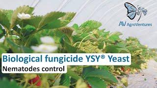 YSY® Yeast, Biological Fungicide: Nematode Control Action (Italian with English subtitles)