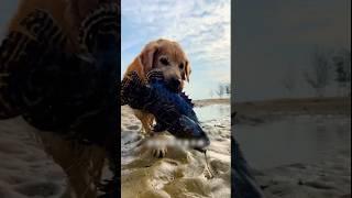 Benji Caught a Big Fish! 