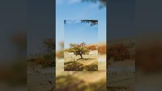 how to make your photos look like RED DEAD REDEMPTION 2! #rdr2 #rockstar #shorts #lightroompresets