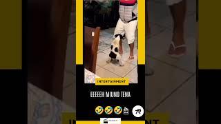 Ona miuno ya huyu mbwa  #duet #funny #funnymemes #comedy #comedyvideo #memes #meme #funnyimages