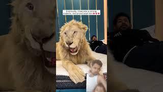 This lion defended his owner like a true bodyguard #lion #lionstv #lionslegacy #lionsshare #lionmode