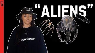 Zoologist Answers: WTF is THAT?? ("Alien" Invertebrates)