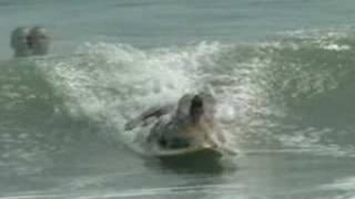 mat surf dawg