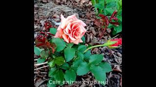 Троянда Енн Хендерсон.Fryer,UK. 2004.Floribunda. Anne Henderson Rose, #shorts, #gardenlife