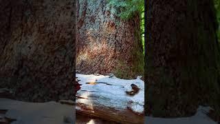 800 year old tree in Cathedral Grove on Vancouver Island #vanisle #vancouverisland #pnwonderland