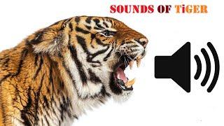 Tiger Sounds || All Types Of Sounds Make By Tigers