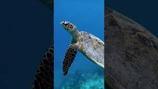 Mellow Sunday Vibes - Sea Turtle Swimming in Ocean